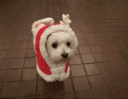 GIF cane Buon Natale
